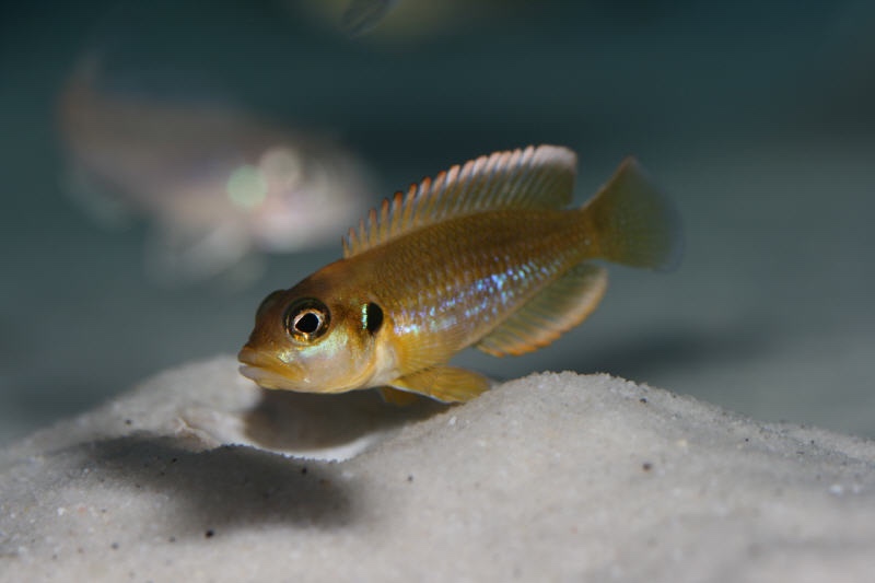 Lamprologus ocellatus 'Gold'
